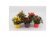 Capsicum annuum salsa mix 