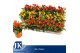 Capsicum annuum salsa mix 