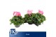 Cyclamen pers. super serrie mammoth Geflamd grootbloemig 