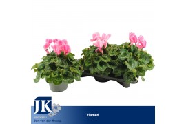 Cyclamen pers. super serrie mammoth Geflamd grootbloemig