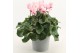 Cyclamen pers. super serrie mammoth Geflamd grootbloemig 