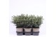 Picea omorika karel 