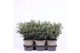 Picea omorika karel
