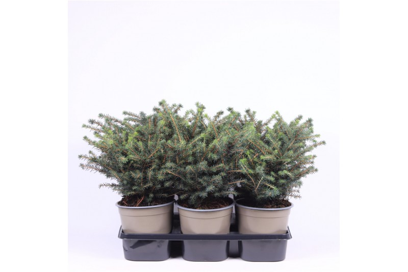 Picea omorika karel 