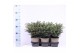 Picea omorika karel 