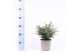 Picea omorika karel 