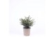 Picea omorika karel 