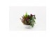 Perkplanten mix Hello Autumn in witte schaal 21 cm Falls 4 pp 