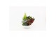 Perkplanten mix Hello Autumn in witte schaal 21 cm Falls 4 pp 