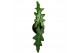 Alocasia Alocasia Portei 1 pp 