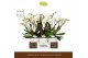 Phalaenopsis wit Bambuso - Inyo - 2 tak - Molise White Aquo 