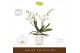 Phalaenopsis wit Bambuso - Inyo - 2 tak - Molise White Aquo 