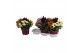 Arrangementen tuinplanten Abbracci mix Donna & Nova 