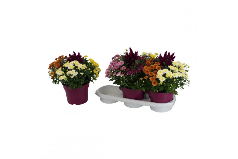 Arrangementen tuinplanten Abbracci mix Donna & Nova 