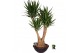Yucca elephantipes Vertakt 