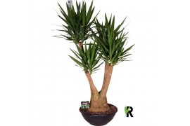 Yucca elephantipes Vertakt
