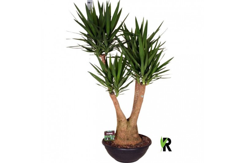 Yucca elephantipes Vertakt 