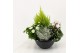 Perkplanten mix Hello Autumn in antraciet schaal 27 cm Falls 4 pp 
