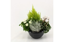 Perkplanten mix Hello Autumn in antraciet schaal 27 cm Falls 4 pp