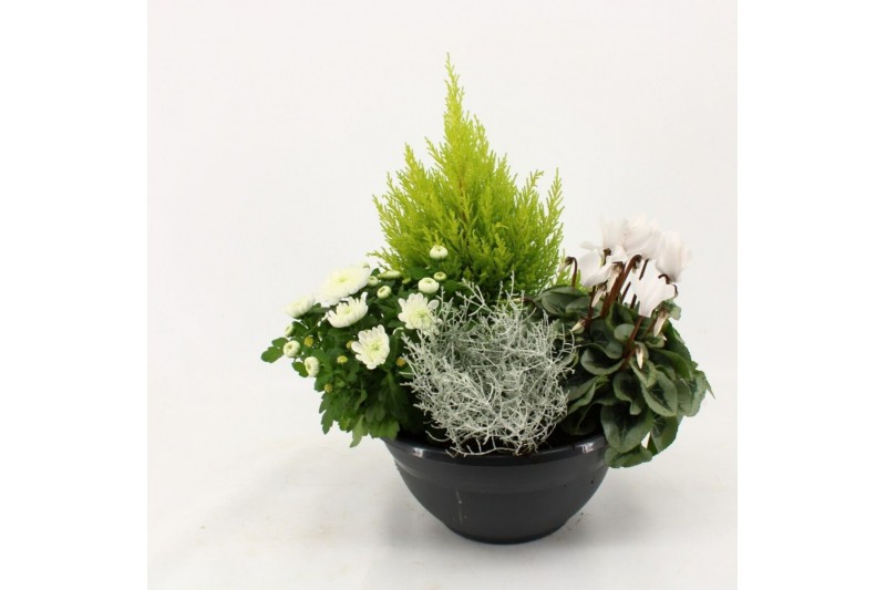 Perkplanten mix Hello Autumn in antraciet schaal 27 cm Falls 4 pp 