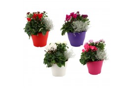 Perkplanten mix Hello Autumn Terraspot Falls