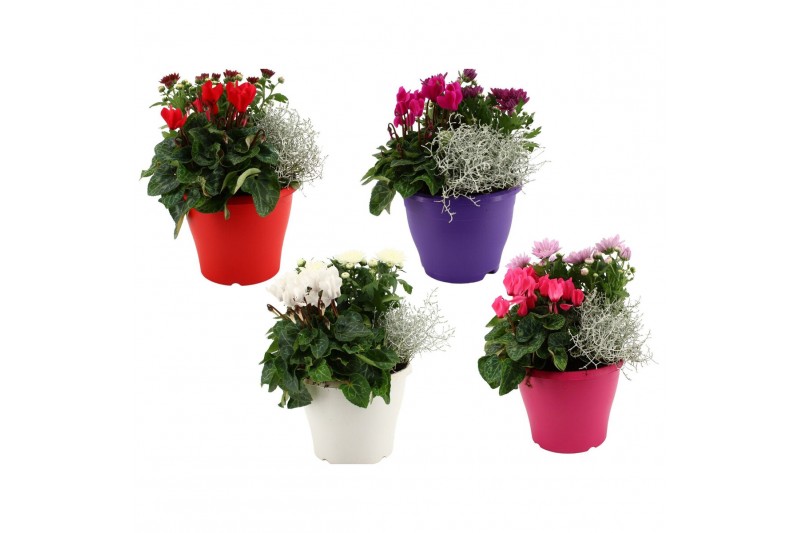 Perkplanten mix Hello Autumn Terraspot Falls 