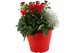 Perkplanten mix Hello Autumn Terraspot Falls 