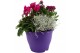 Perkplanten mix Hello Autumn Terraspot Falls 