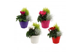 Perkplanten mix Hello Autumn Terraspot Storm