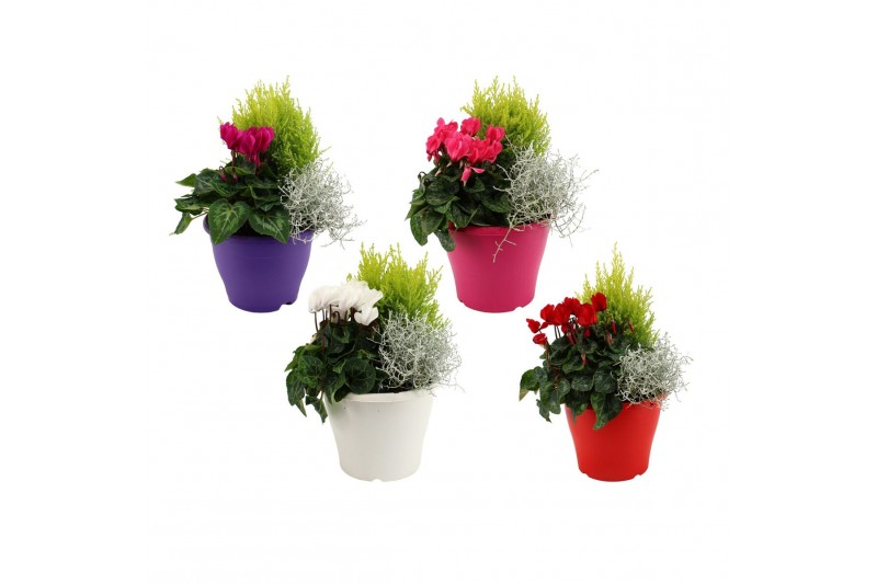Perkplanten mix Hello Autumn Terraspot Storm 