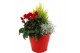 Perkplanten mix Hello Autumn Terraspot Storm 