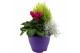 Perkplanten mix Hello Autumn Terraspot Storm 