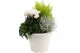 Perkplanten mix Hello Autumn Terraspot Storm 