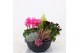 Perkplanten mix Hello Autumn in terracotta schaal 30 cm Falls 5 pp 