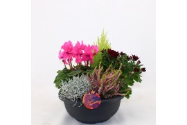 Perkplanten mix Hello Autumn in terracotta schaal 30 cm Falls 5 pp