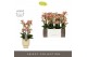 Phalaenopsis multiflora geel Exclusivo - Pikachu - 4 tak - Emilia Sand 