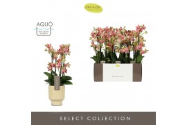 Phalaenopsis multiflora geel Exclusivo - Pikachu - 4 tak - Emilia Sand