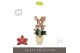 Phalaenopsis multiflora geel Exclusivo - Pikachu - 4 tak - Emilia Sand 