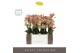Phalaenopsis multiflora geel Exclusivo - Pikachu - 4 tak - Emilia Sand 