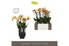 Phalaenopsis multiflora anthura las vegas Exclusivo - Las Vegas - 4 ta