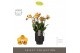 Phalaenopsis multiflora anthura las vegas Exclusivo - Las Vegas - 4 ta 