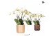 Phalaenopsis wit Kolibri Orchids Jewel Ghent in Simplicity pot mix 
