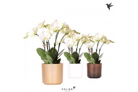 Phalaenopsis wit Kolibri Orchids Jewel Ghent in Simplicity pot mix