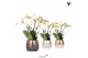 Phalaenopsis anthura madrid 4 tak ghent in elite pot mix kolibri orchi 