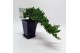Bonsai Juniperus Cascade 