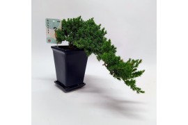 Bonsai Juniperus Cascade