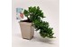 Bonsai Juniperus Cascade 