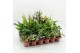 Kamerplanten mix Z-24 Mixplanten zonder showdoos 