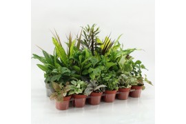 Kamerplanten mix Z-24 Mixplanten zonder showdoos