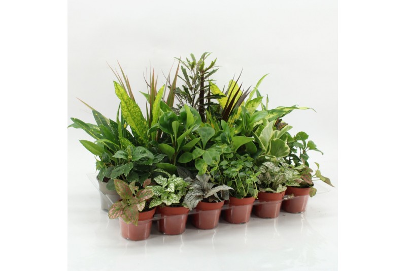 Kamerplanten mix Z-24 Mixplanten zonder showdoos Kamerplanten mix Z-24 Mixplanten zonder showdoos